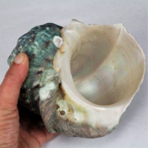 May include: A large, iridescent seashell with a pearlescent interior and a textured, teal and brown exterior. The shell is held by a hand, showcasing its size and natural beauty. The shell's opening reveals a smooth, polished surface.