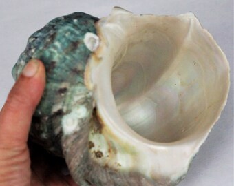 5"-6" MONSTER Turbo Shell polished jade green seashell mouth opening sizes approx 2 3/4" to 3 1/4" Hawaii turban large hermit crab shells