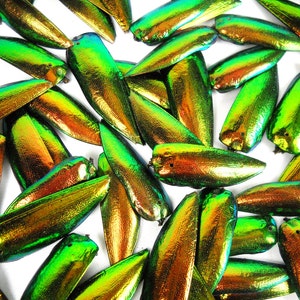 May include: A collection of iridescent beetle wings in shades of green, gold, and copper. The wings are arranged in a random pattern on a white background.