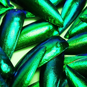 May include: Close-up of iridescent green and blue beetle wings. The wings are arranged in a random pattern, overlapping each other. The wings have a metallic sheen and are very shiny.