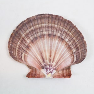 Multipack 2.5-3.5&quot; DRILLED or NOT DRILLED scallop shells seashell Hawaiian Mexican Flat beads