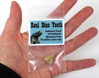 Fossils Packaged for Retail Resale 1/2 to 1 1/2 inch Multipack Mosasaur dino teeth natural dinosaur real fossil tooth specimens