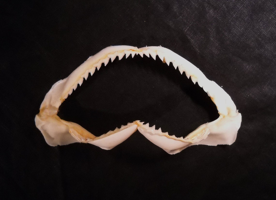 5-6 Bull Shark jaw taxidermy bone natural sea life teeth | Etsy