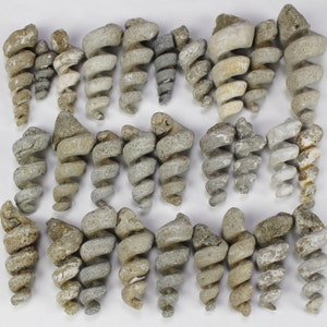 Multipack 1.53 fossil turritella shell castings sandstone image 5