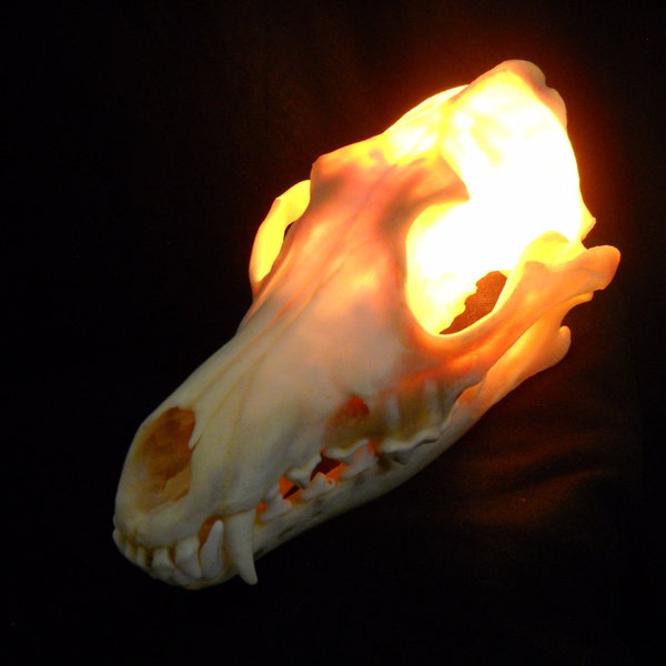7" Lighted Coyote Skull Light Real Bone Animal Lamp Taxidermy night light weird art lighting