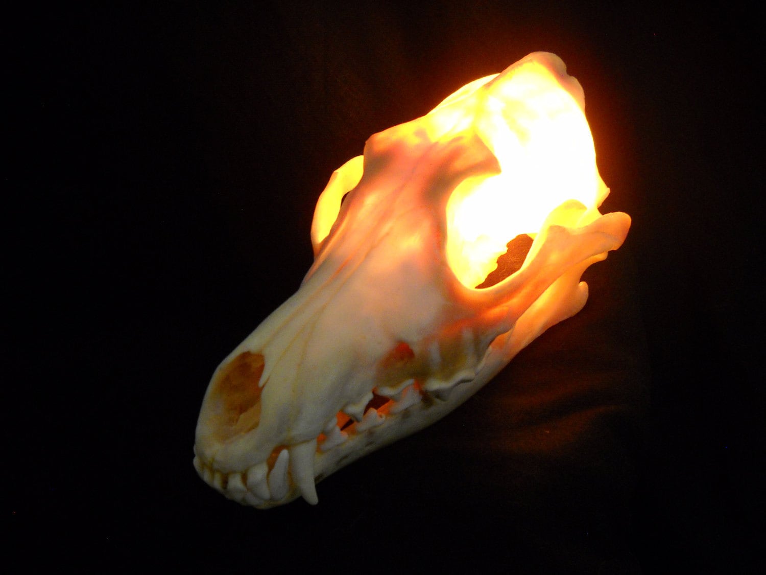 Animal skull lamp deals
