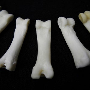 Multipack DRILLED .751 Coyote Toes Real Bone Knucklebone Taxidermy Human Finger Bones Phalanx Phalanges Pendant Beads image 3