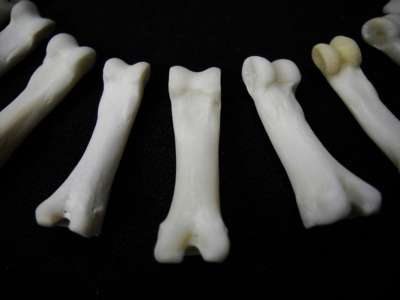 Multipack DRILLED .751 Coyote Toes Real Bone Knucklebone Taxidermy Human Finger Bones Phalanx Phalanges Pendant Beads image 3