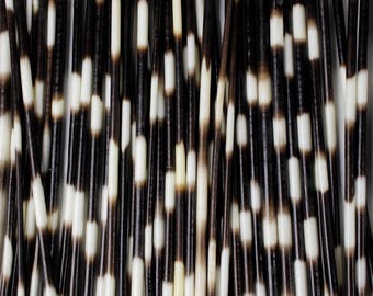 Multipack 10-12" THIN Porcupine Quills Needles for quillwork, art projects, costumes,etc