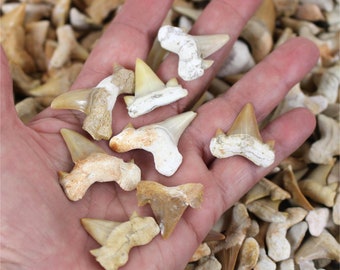 May include: A collection of fossilized shark teeth in various sizes and shapes, displayed on a hand. The teeth are a light beige color and have a smooth, polished surface.