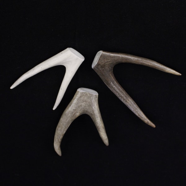 Multipack 3-5" DRILLED Antler Forks Real Deer Bone Taxidermy Pendant Necklace Jewelry Beads MEDIUM