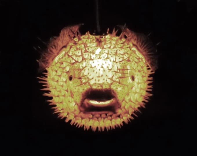 BIG 14 Hanging Puffer Fish Light Real Blowfish Lamp Taxidermy Animal