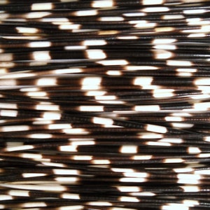 Multipack 8-10" THIN Porcupine Quills African Needles Spines for quillwork, art projects, costumes,etc