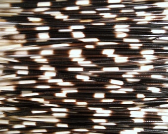 Multipack 8-10" THIN Porcupine Quills African Needles Spines for quillwork, art projects, costumes,etc