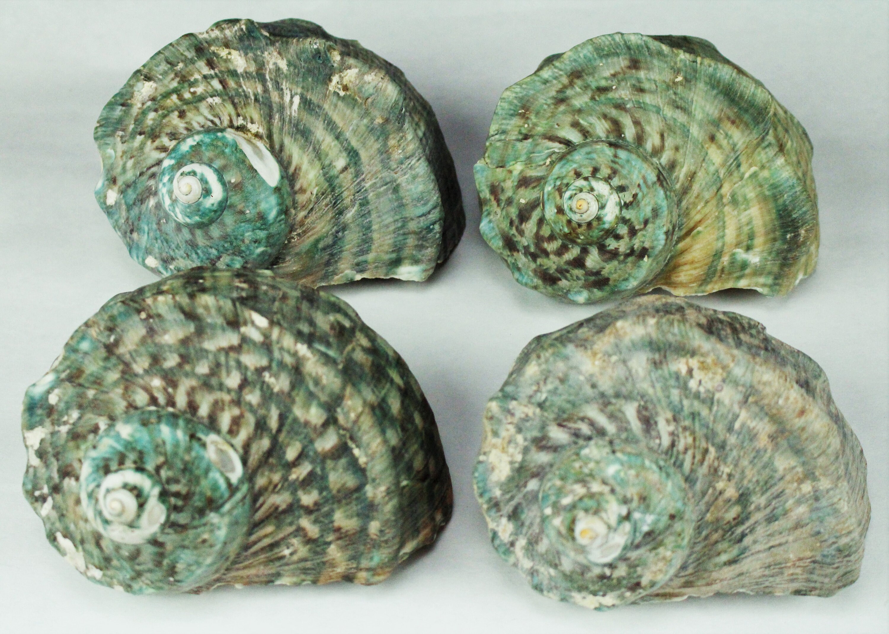5"-6" MONSTER Turbo Shell Polished Jade Green Seashell Mouth Opening ...