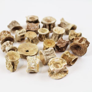 1/2 to 1 inch Multipack Fossil Shark Vertebrae natural dinosaur real specimens from Upper Cretaceous Period approx 70 Million Years Old image 6