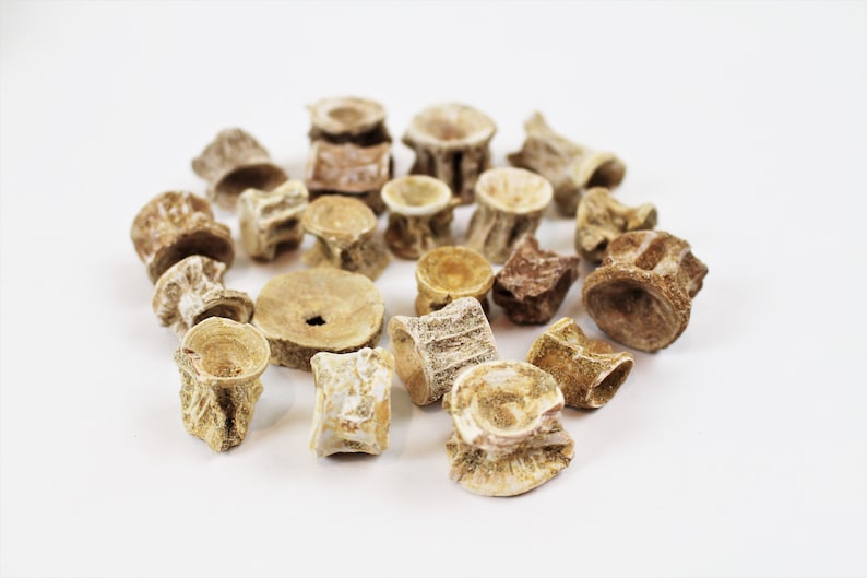 1/2 to 1 inch Multipack Fossil Shark Vertebrae natural dinosaur real specimens from Upper Cretaceous Period approx 70 Million Years Old image 6