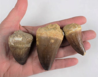 1 3/4 to 2 1/2 inch Multipack Mosasaur dino teeth natural dinosaur real fossil rock stone mineral tooth specimens LARGE