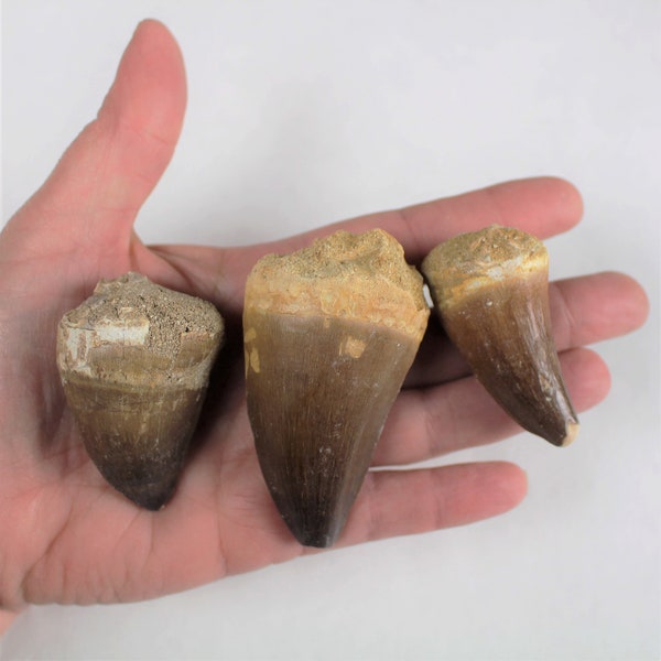 1 1/2 to 1 3/4 inch Multipack Mosasaur dino teeth natural dinosaur real fossil rock stone mineral tooth specimens MEDIUM