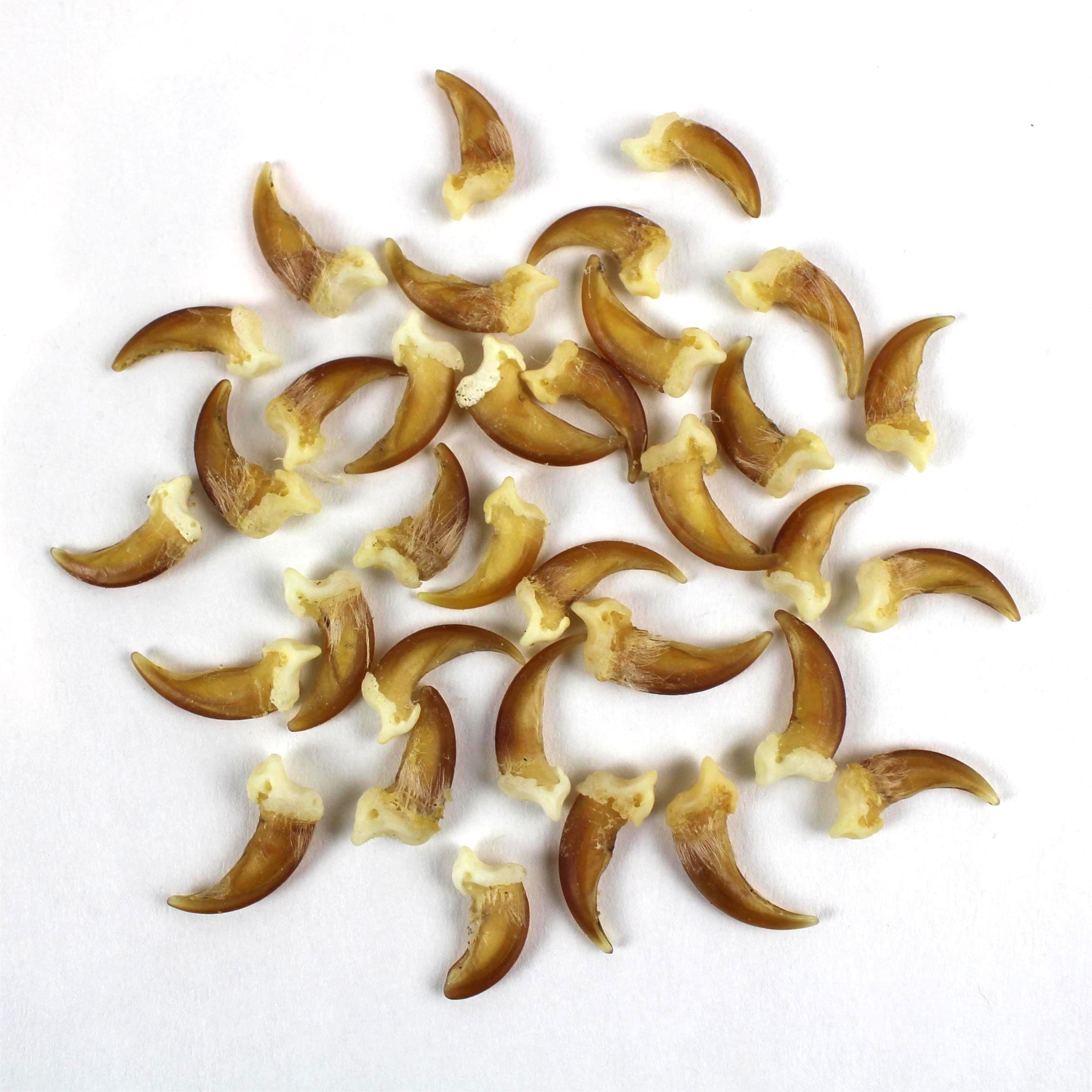 Multipack Golden Coyote Claws WHOLE blonde Real Bone Taxidermy