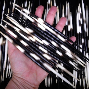 Multipack 7-8" THICK Porcupine Quills African Wholesale Bulk Needles Spines for quillwork, art projects, costumes, etc