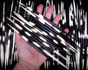 Multipack 7-8&quot; THICK Porcupine Quills African Wholesale Bulk Needles Spines for quillwork, art projects, costumes, etc