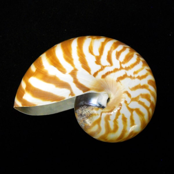 2-3" Nautilus shells natural sea life ocean beach nautical Hawaii seashell decor gift