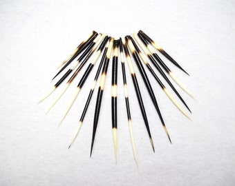 Multipack 2"-6" DRILLED CUT Porcupine Quills Needles Beads for quillwork, art projects, costumes,etc