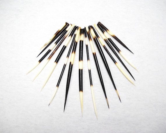 Multipack 26 DRILLED CUT Porcupine Quills Needles Beads for