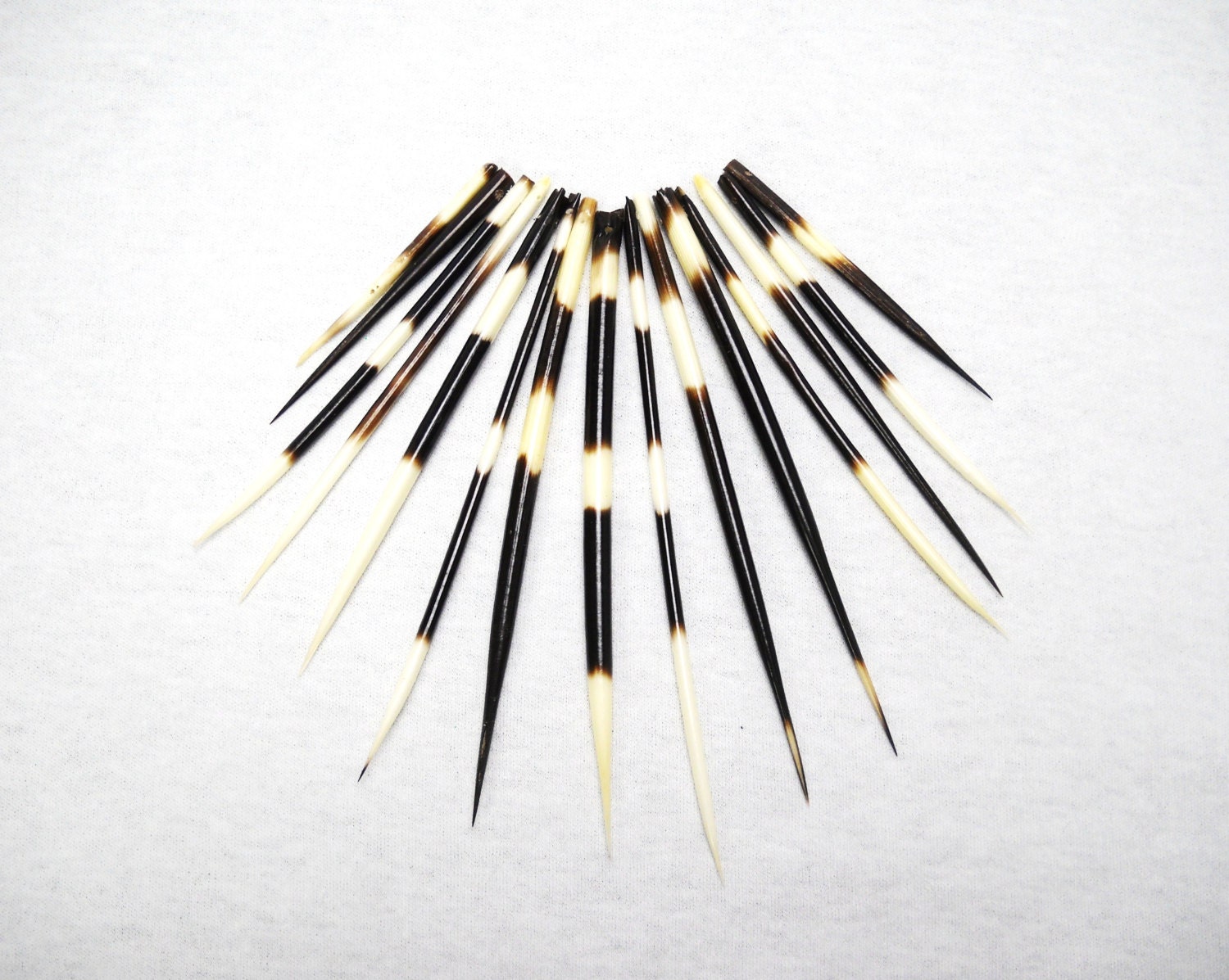 Could Porcupine Quills Help Us Design the Next Hypodermic Needle