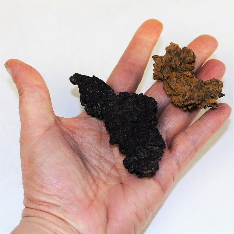 dino poop fossil