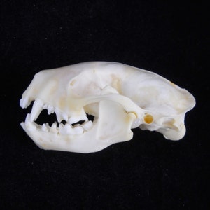 Real Skunk Bone Taxidermy Animal Skull Taxidermy Bones image 2