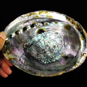 May include: A large iridescent abalone shell with a green, blue, and purple interior. The shell has a natural, rough edge and a smooth, polished interior.