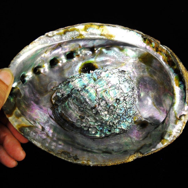 5 to 6" Abalone Shell MULTIPACK OPTION green iridescent natural sea life ocean beach Hawaii seashell decor smudge pot gift