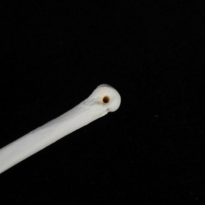 May include: Close-up of the end of a white bone with a small hole in the center.