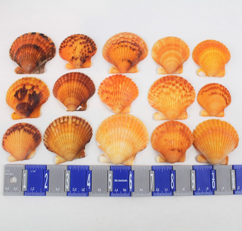 Shell On Ruler Multipack 2-3