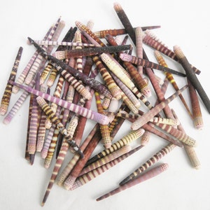 May include: A collection of small, striped seashells in shades of brown, pink, and white. The shells are arranged in a pile on a white background.
