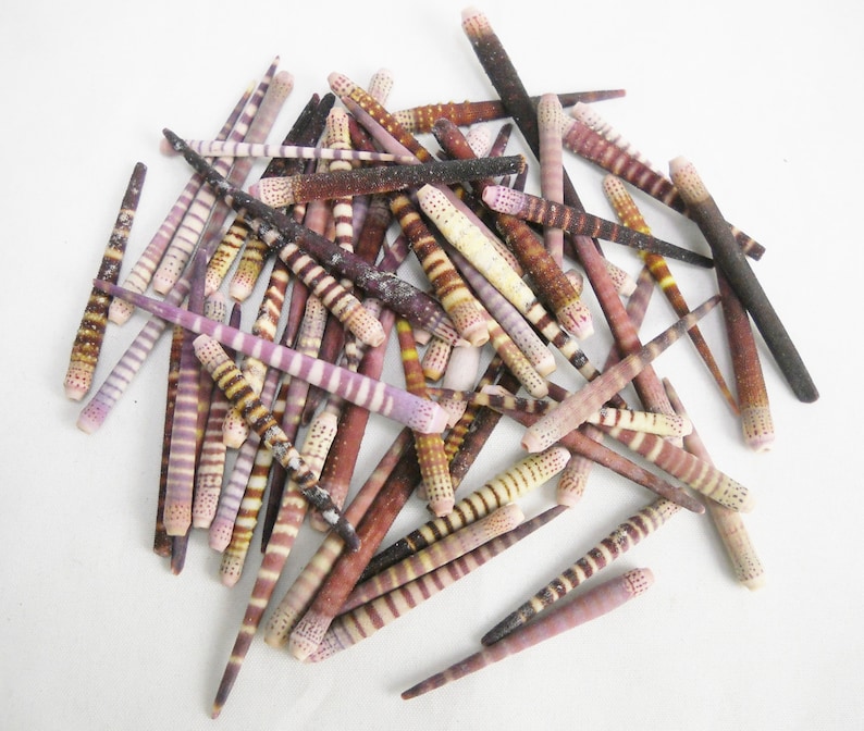 May include: A collection of small, striped seashells in shades of brown, pink, and white. The shells are arranged in a pile on a white background.