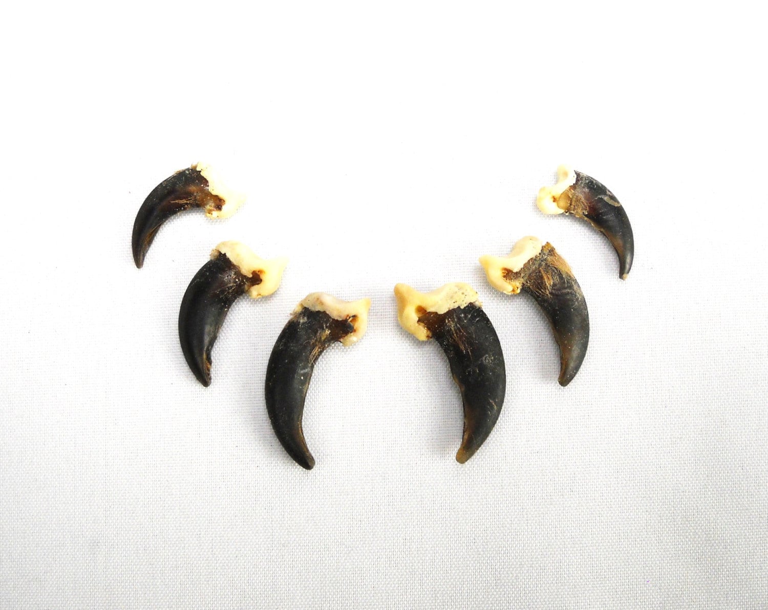 Multipack SIDE DRILLED Coyote Claws Real Bone Taxidermy Multipack SIDE DRILLED Coyote Claws Real Bone Taxidermy