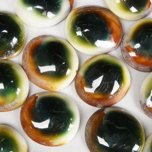 May include: A collection of polished, oval-shaped shells with a glossy finish. Each shell features a central dark green area surrounded by bands of brown, yellow, and white, creating a striking, eye-like pattern. The shells are arranged closely together.