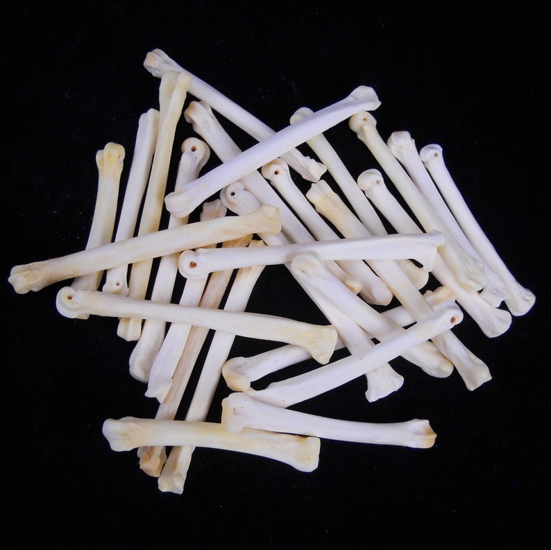 May include: A pile of approximately 20 white, smooth, and slender bones. The bones are arranged in a random pattern, with some overlapping. The bones are all about the same size and shape, and they appear to be from a small animal.