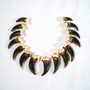 May include: A collection of brown bear claws arranged in a semi-circle on a white background. The claws are all different sizes and shapes, and they have a natural, polished finish.