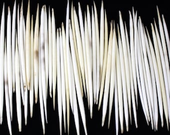 Multipack 5-7" WHITE THICK Porcupine Quills African Wholesale Bulk Needles Spines for quillwork, art projects, costumes,etc