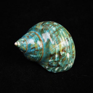 3"-3.5" Turbo Shell polished jade green seashell mouth opening sizes approx 1 1/2 inch - 1 3/4 inches  Hawaii  big hermit crab shells