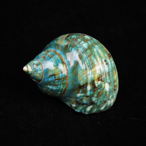 1 Banded JADE TURBO POLISHED DISPLAY SHELL HERMIT CRAB COLLECTOR  ITEM # ss1193 