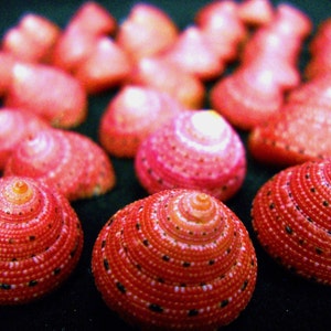 May include: A collection of vibrant, small, spiral-shaped seashells in shades of red and pink. The shells have a textured surface with intricate patterns and dark speckles. The image is a close-up, highlighting the details of the natural, decorative items.