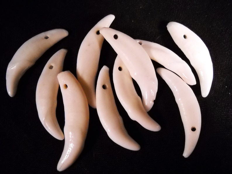 Multipack .75-1.5 DRILLED Coyote teeth real bone Taxidermy Genuine Bones Pendant beads image 1