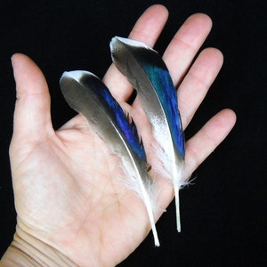 Multipack 4&quot;-6&quot; Duck feathers iridescent blue green mallard plumes natural FTHR01