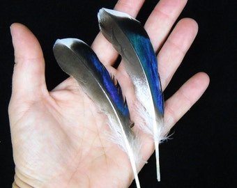 Multipack 4"-6" Duck feathers iridescent blue green mallard plumes natural FTHR01