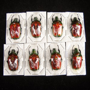 1 Real Scarab Beetle Torynorrhina Flammea flower beetle orange red iridescent dried preserved insect bug taxidermy image 4